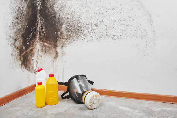 Best Mold Removal Specialists  in Kingsport, TN