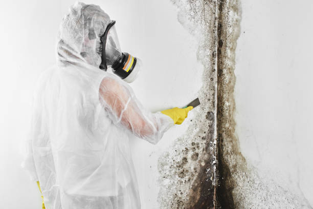 Home Mold Removal in Kingsport, TN