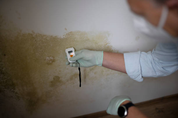 Best Toxic Mold Removal  in Kingsport, TN