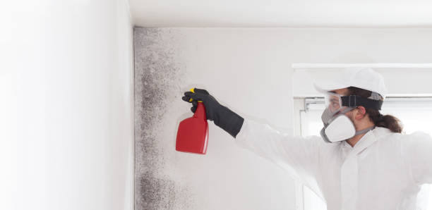 Trusted Kingsport, TN Mold Removal Experts